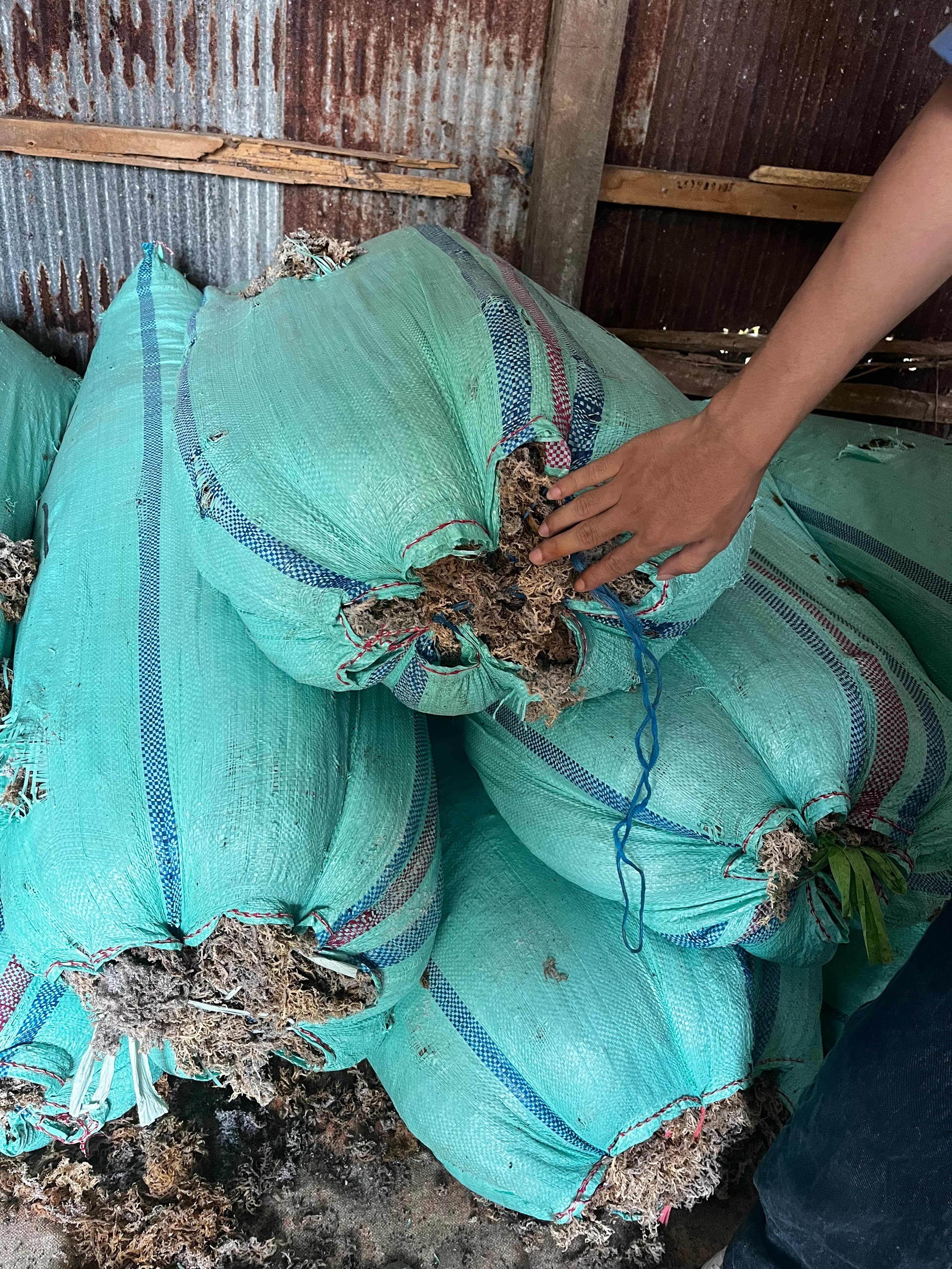 Export grade seaweed